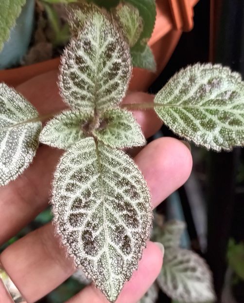  - Episcia