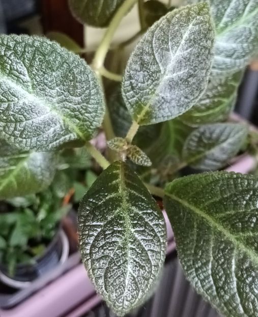  - Episcia
