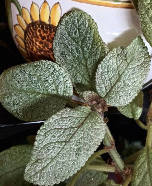  - Episcia