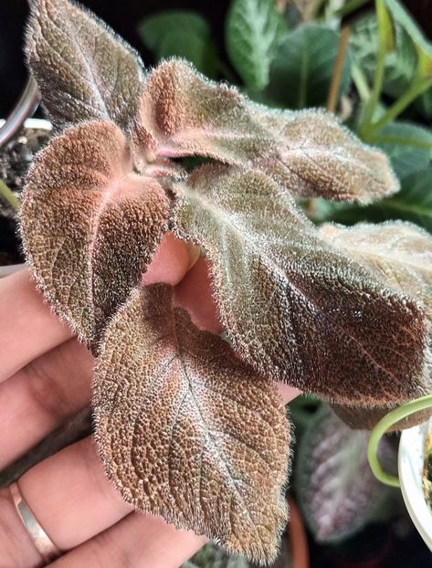 - Episcia
