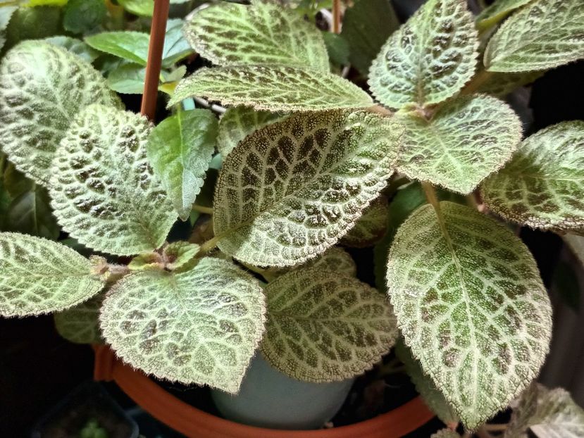  - Episcia