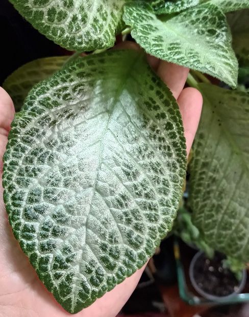  - Episcia