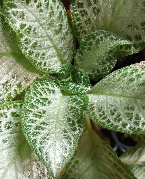  - Episcia