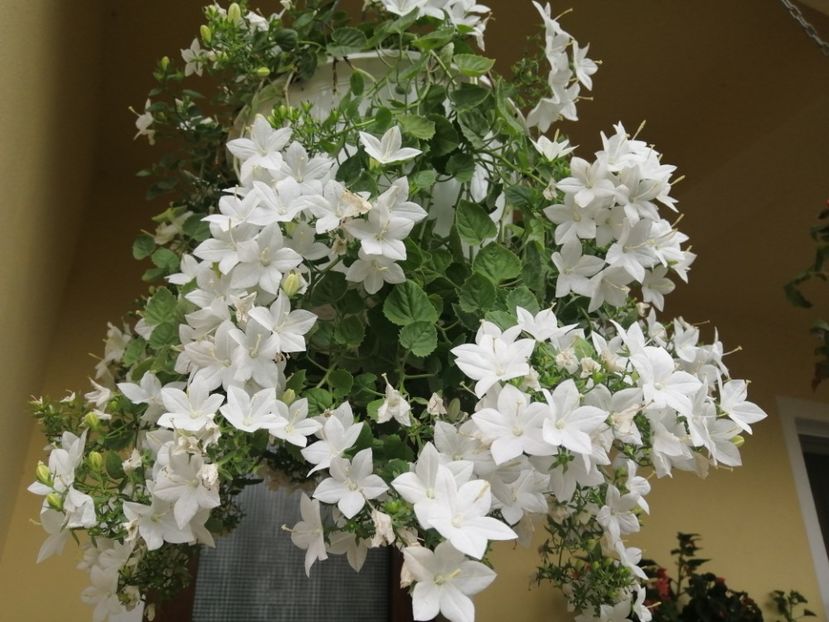  - Campanula