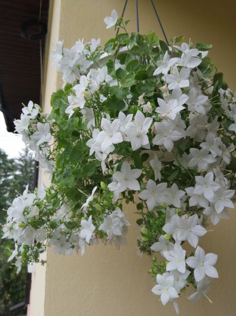  - Campanula