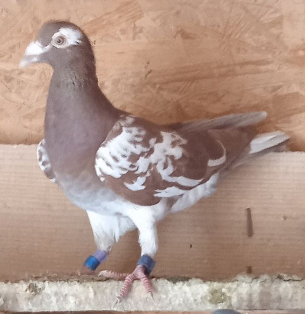  - Porumbei Meulemans