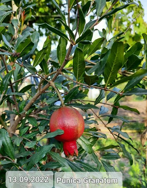  - Rodie punica granatum