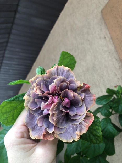 IMG-20220917-WA0004 - Hibi Bo Den Venus