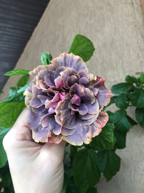 IMG-20220917-WA0005 - Hibi Bo Den Venus