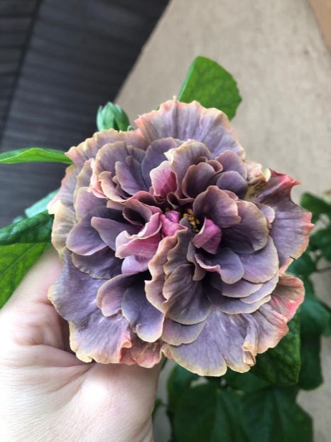 IMG-20220917-WA0006 - Hibi Bo Den Venus