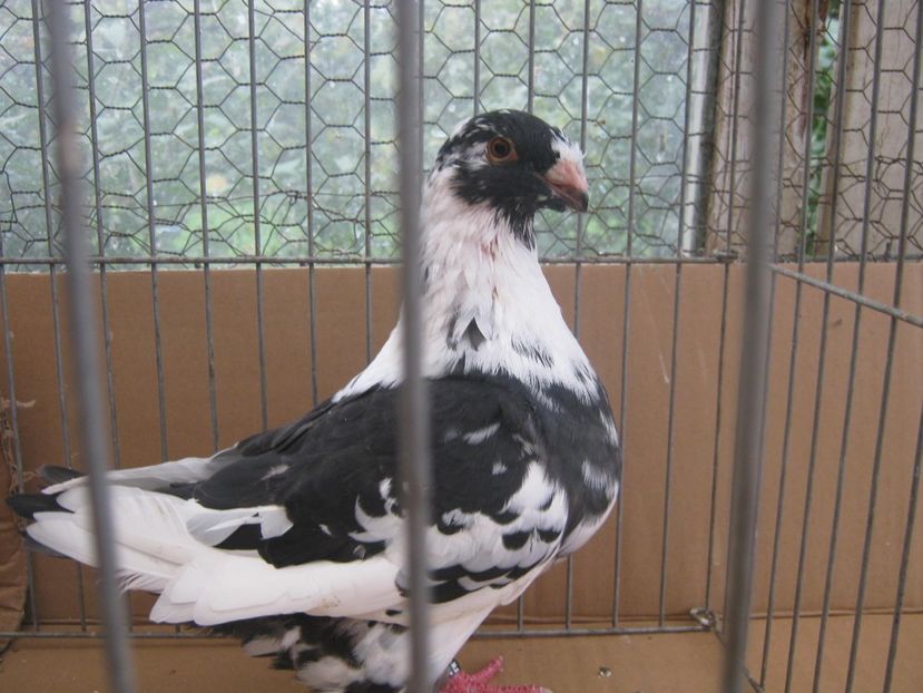 p14 - din M AOC 42 VAS si F baltata pe negru G Cristea - Tineret AGH 2022