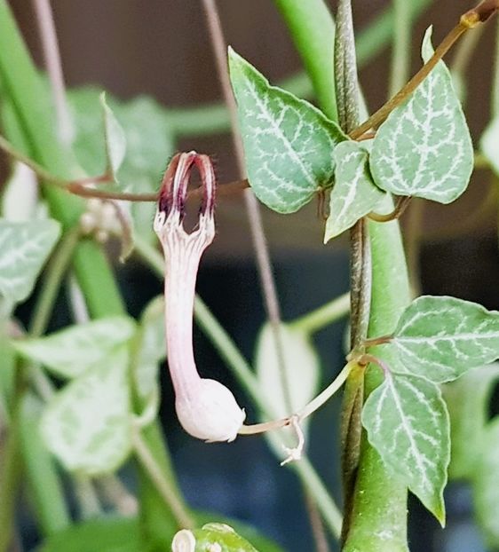  - x Alte plante cu flori