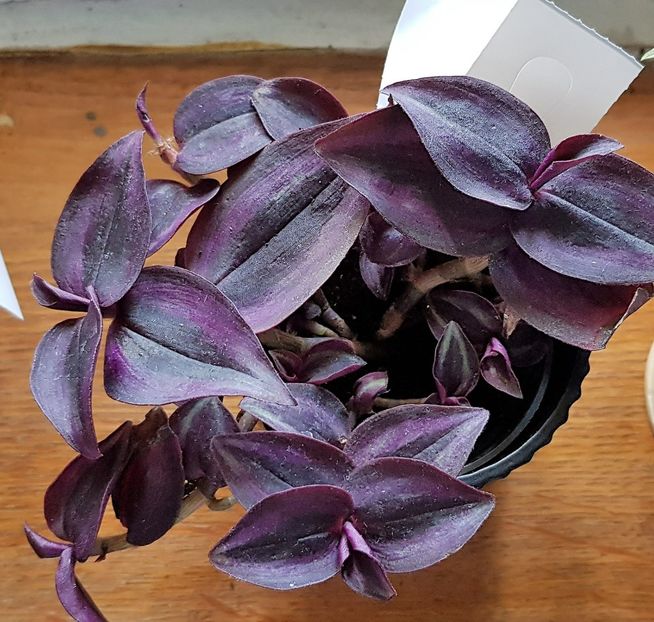 Tradescantia zebrina 'Purpusii Purple Joy' - x Plante fara flori