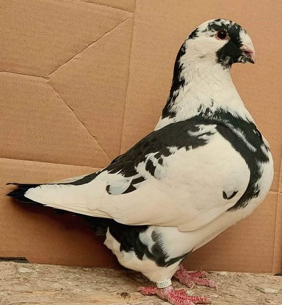 Fem 2021 - Porumbei vanduti