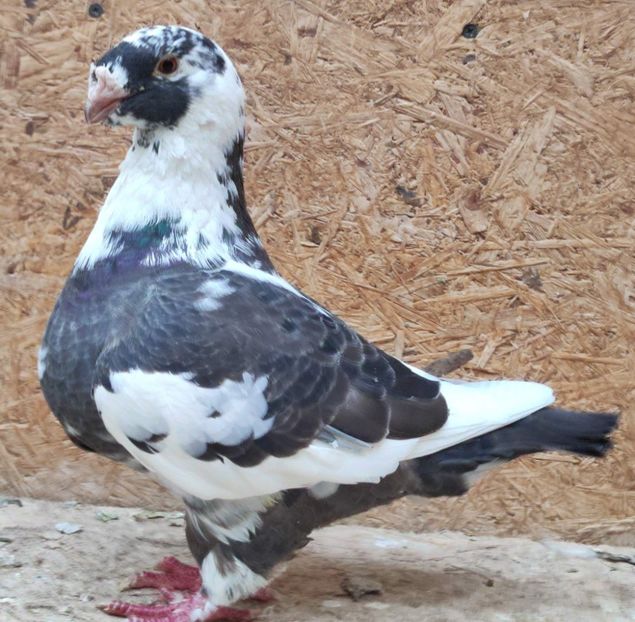 Fem 2019 - Porumbei vanduti