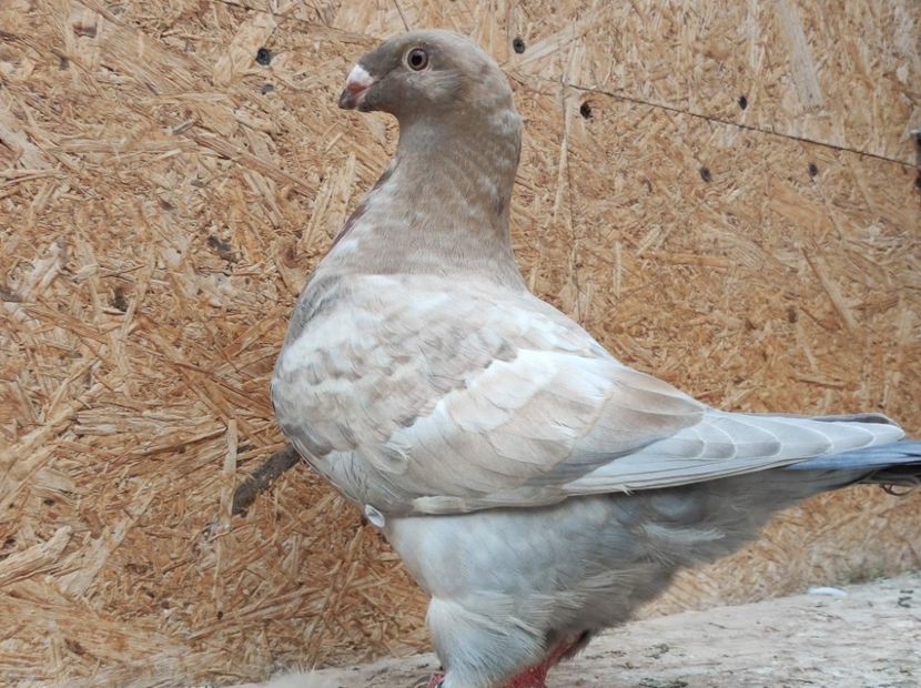 Fem 2022 - Porumbei vanduti