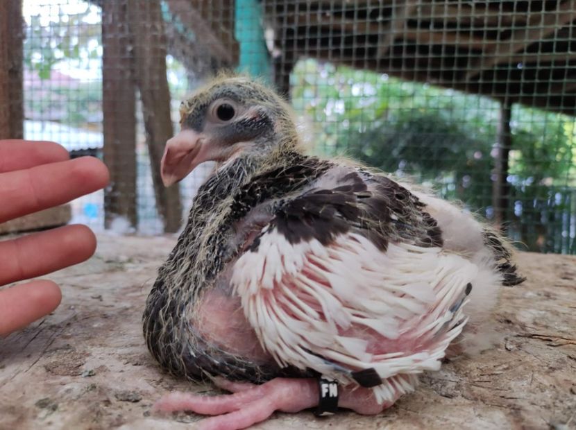 Agh - Tineret AGH 2022