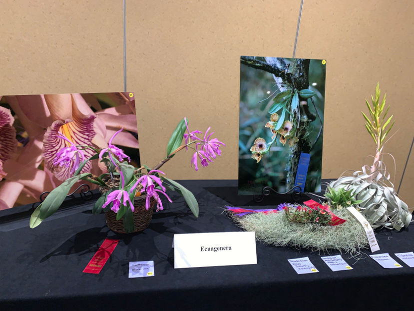 - Calgary Orchid Show