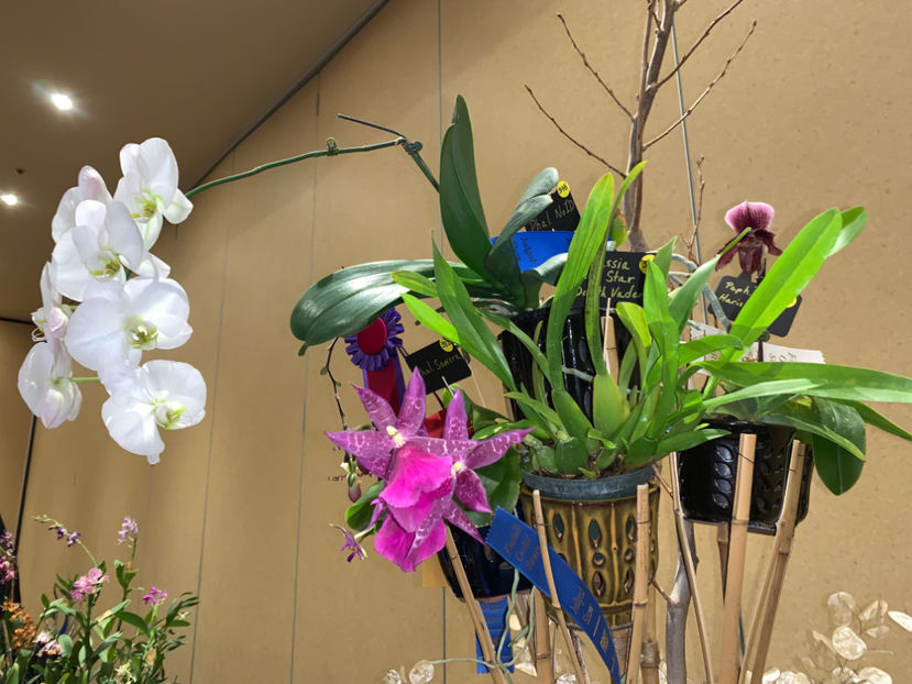  - Calgary Orchid Show