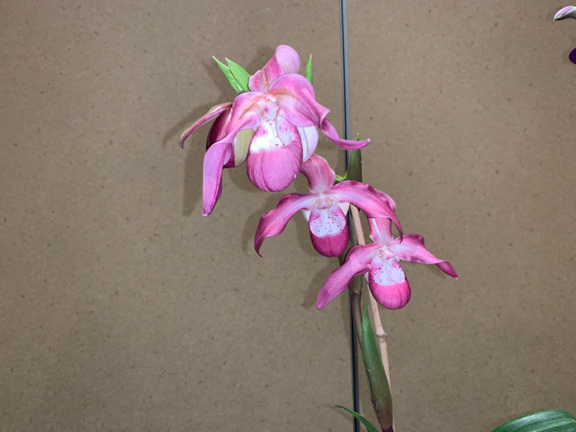  - Calgary Orchid Show