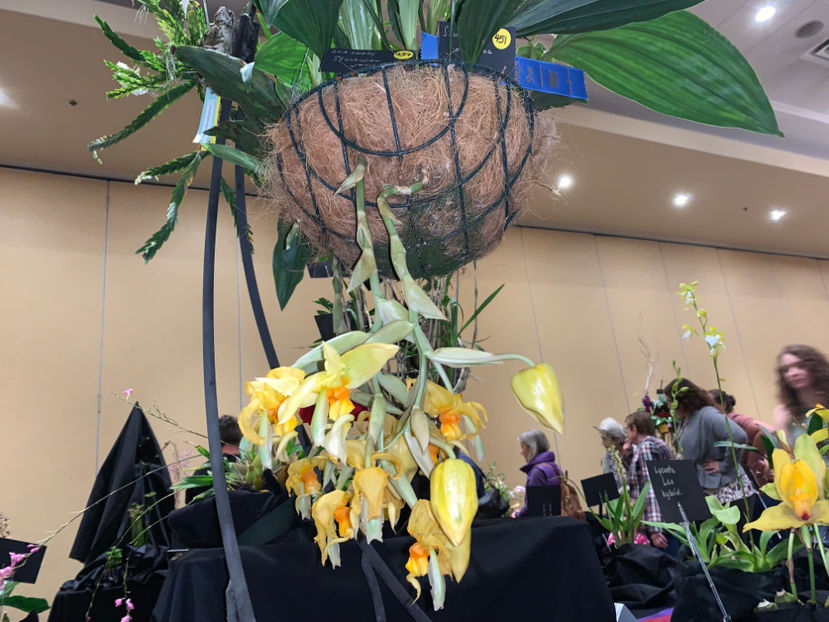  - Calgary Orchid Show