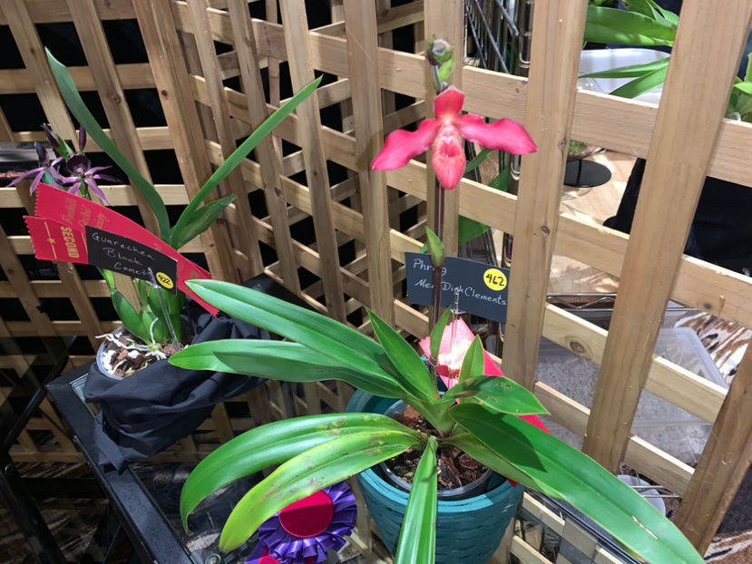  - Calgary Orchid Show