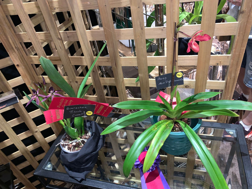  - Calgary Orchid Show