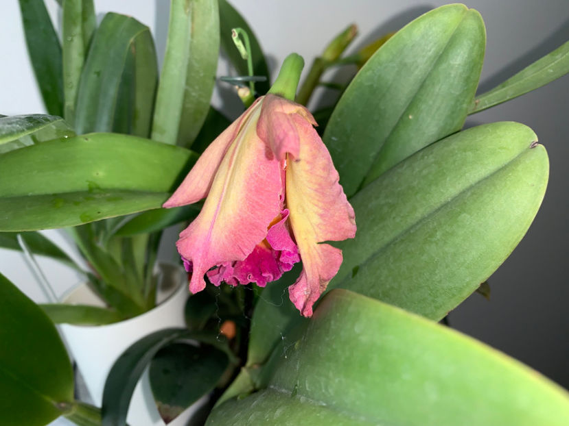  - Calgary Orchid Show