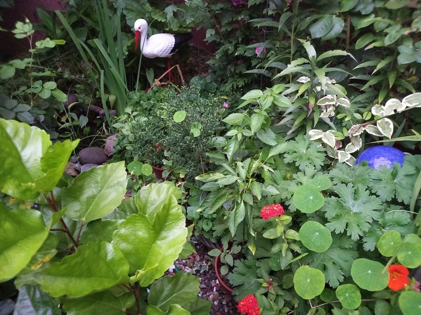  - Grădina 2022 continuare 3