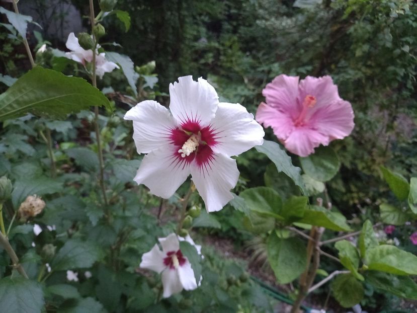 pe înserat - Grădina 2022 continuare 3