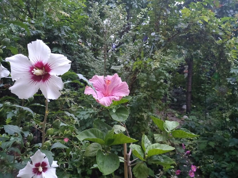  - Grădina 2022 continuare 3