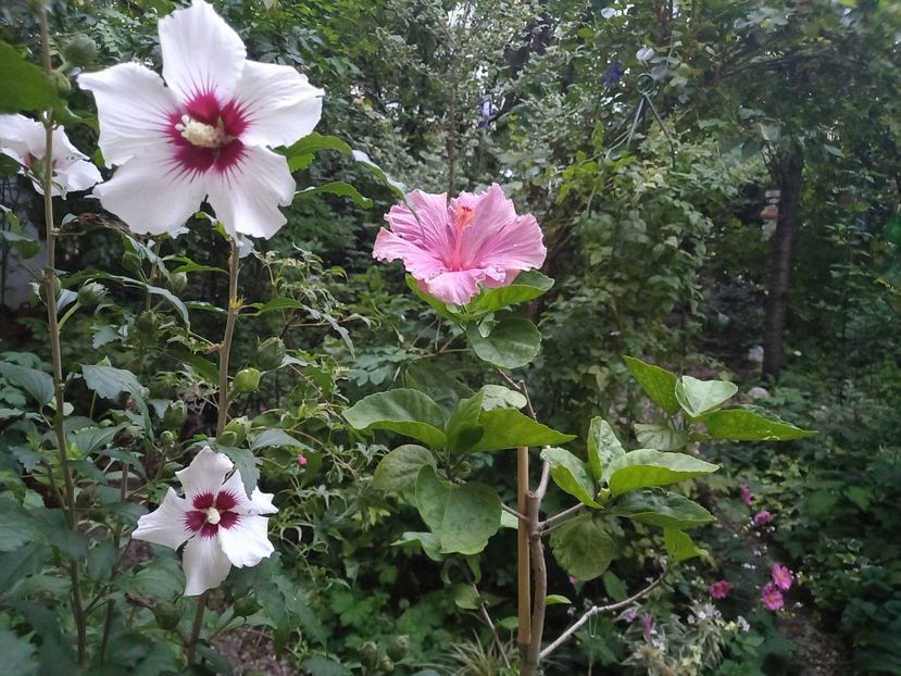  - Grădina 2022 continuare 3