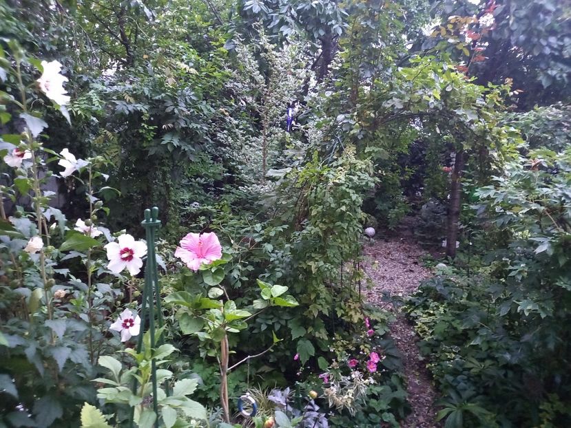  - Grădina 2022 continuare 3