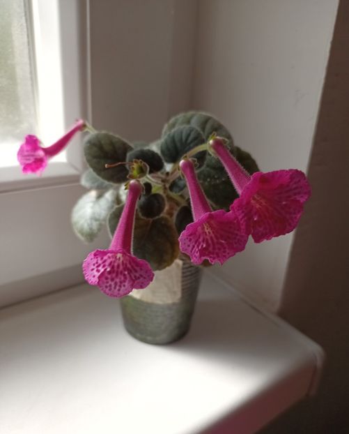  - Mini sinningia