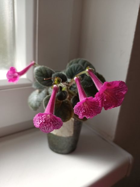  - Mini sinningia