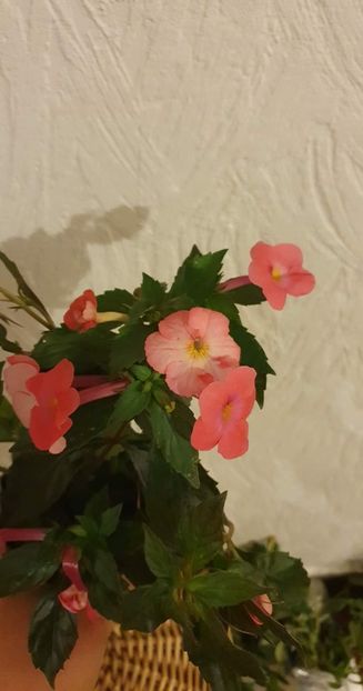 received_426505446034767 - Golden Jubile xa