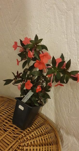 received_1155214981731831 - Tarantella