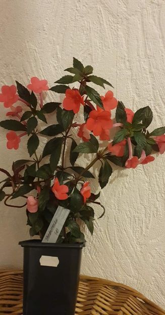 received_620519186404570 - Tarantella