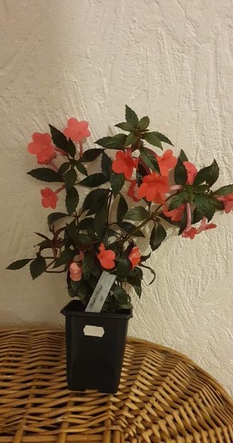 received_1294957811309134 - Tarantella