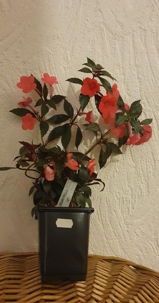 received_5350722238357904 - Tarantella