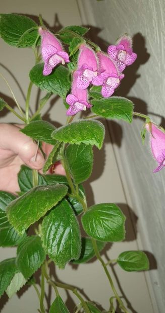 received_3303402423312425 - Seemannia Gymnostoma