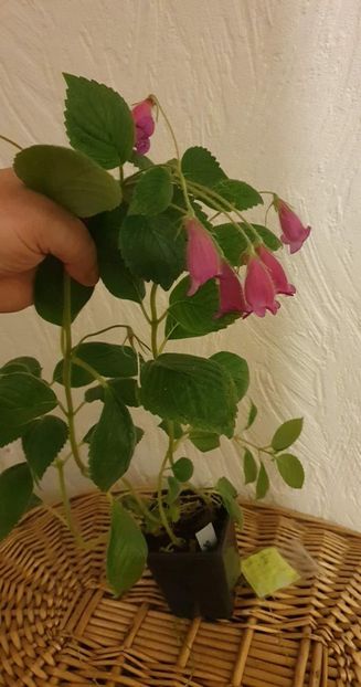 received_1093803464838259 - Seemannia Gymnostoma