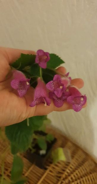 received_610411810637849 - Seemannia Gymnostoma
