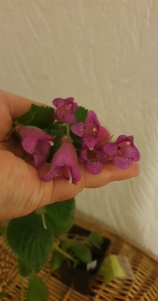 received_488901299462081 - Seemannia Gymnostoma
