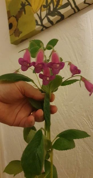 received_775636573657651 - Seemannia Gymnostoma