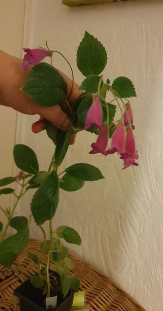 received_506916661272948 - Seemannia Gymnostoma