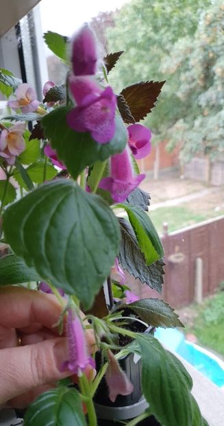 received_862701865115838 - Seemannia Gymnostoma