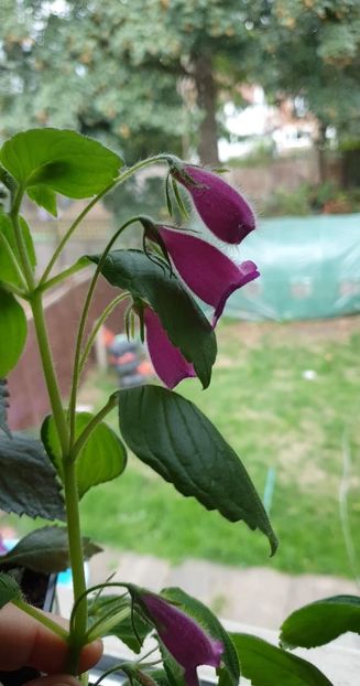 received_463537172323771 - Seemannia Gymnostoma
