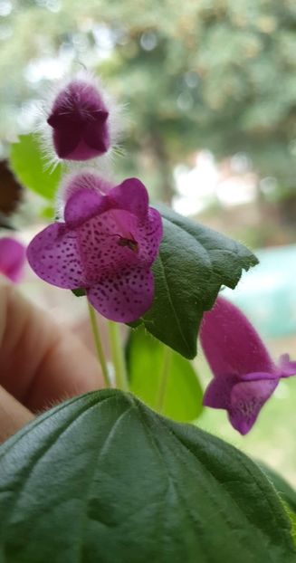 received_482838603443003 - Seemannia Gymnostoma