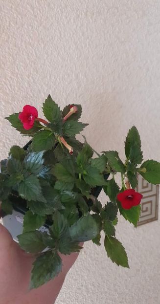 received_662847014994189 - Pettite Fadete